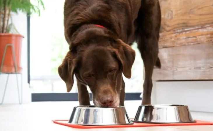狗狗只喝水不吃飯 狗狗只喝水不吃飯