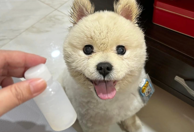 狗狗蜂蜜好處