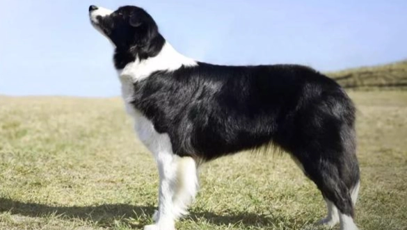 小型犬大型犬差異 小型犬大型犬差異