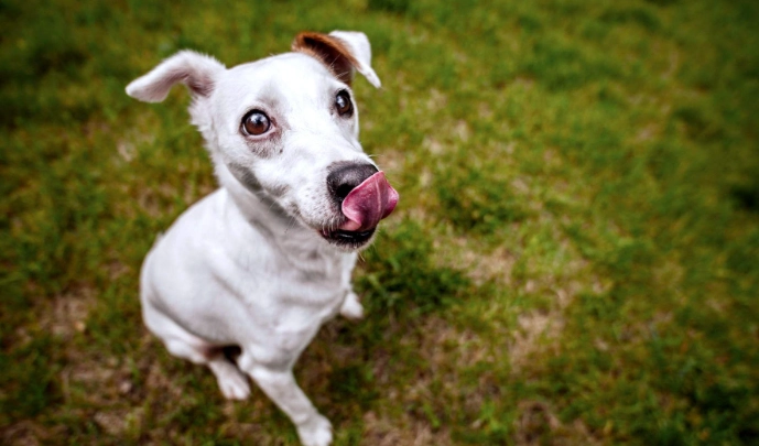 老年犬鈣質補充 老年犬鈣質補充