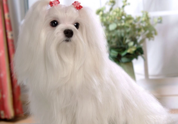 馬爾濟斯犬