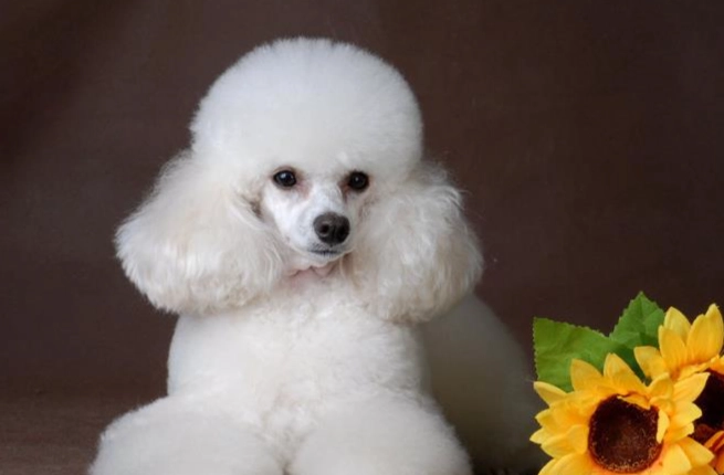 適合公寓的小型犬 適合公寓的小型犬