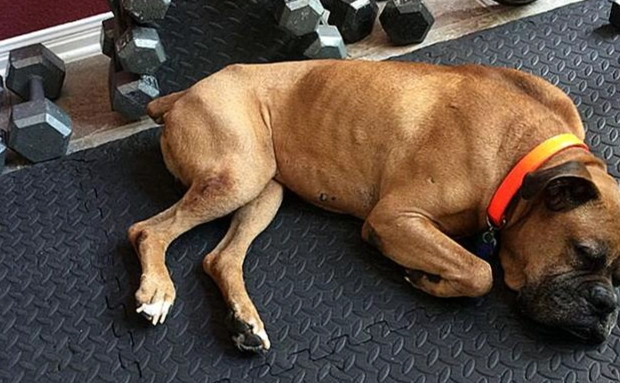 小型犬大型犬差異 小型犬大型犬差異