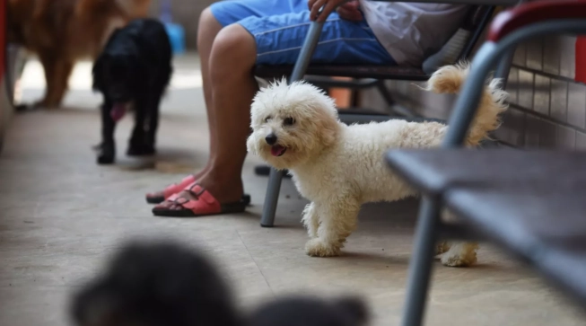 小型犬室內飼養 小型犬室內飼養
