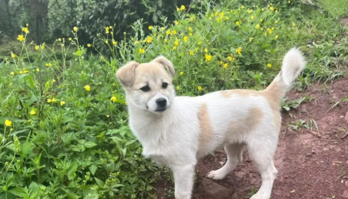 老狗牙齒護理 老狗牙齒護理