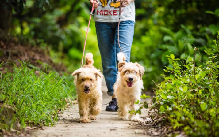 公寓適合狗 公寓適合狗