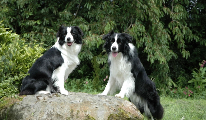 邊境牧羊犬體型 邊境牧羊犬體型