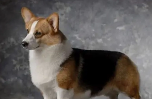 犬種體型大小 犬種體型大小