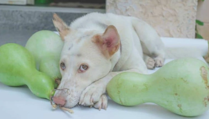 老年犬鈣質補充 老年犬鈣質補充
