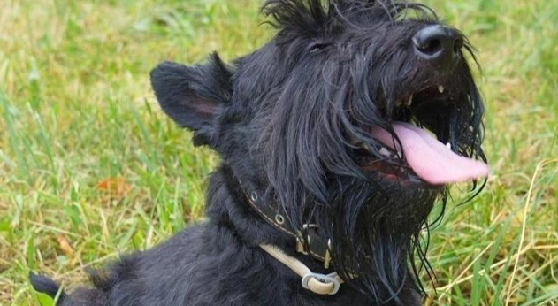 黑色梗犬訓練 黑色梗犬訓練