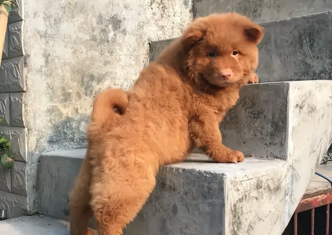 狗狗中毒症狀 狗狗中毒症狀