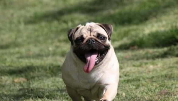 低過敏性中型犬 低過敏性中型犬