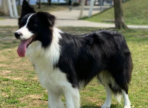 邊境牧羊犬重量 邊境牧羊犬重量
