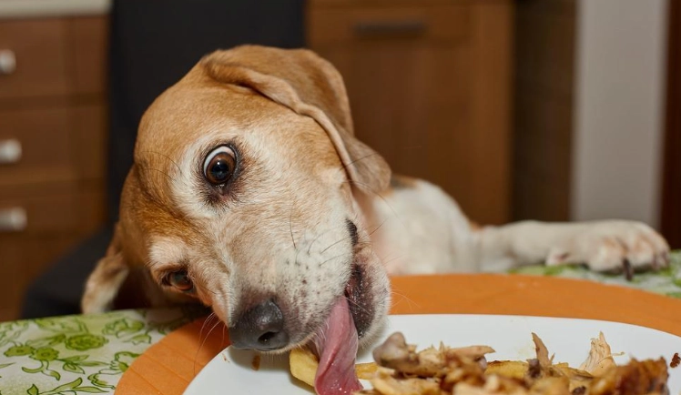 狗狗誤食蔥處理 狗狗誤食蔥處理