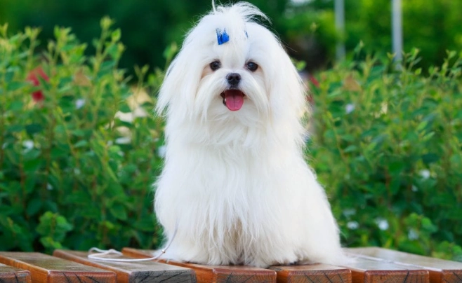 短毛犬品種 短毛犬品種
