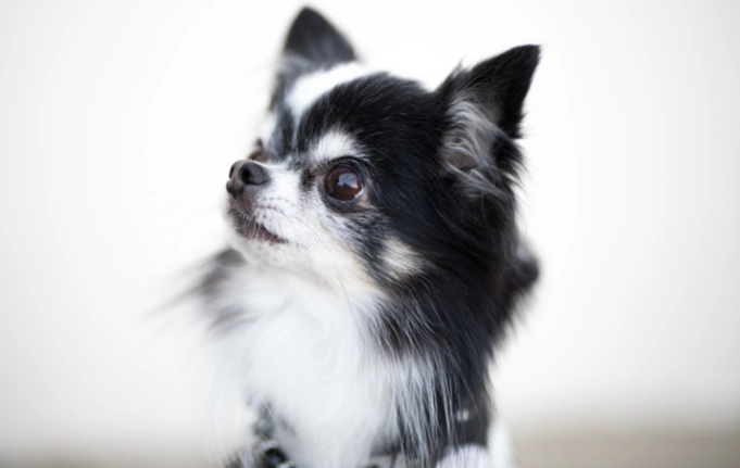 台灣小型犬飼養 台灣小型犬飼養
