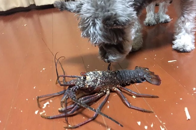 狗狗吃龍蝦風險 狗狗吃龍蝦風險