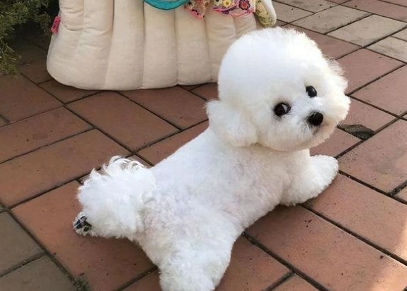 比熊犬香港價格 比熊犬香港價格