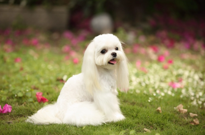 馬爾濟斯犬