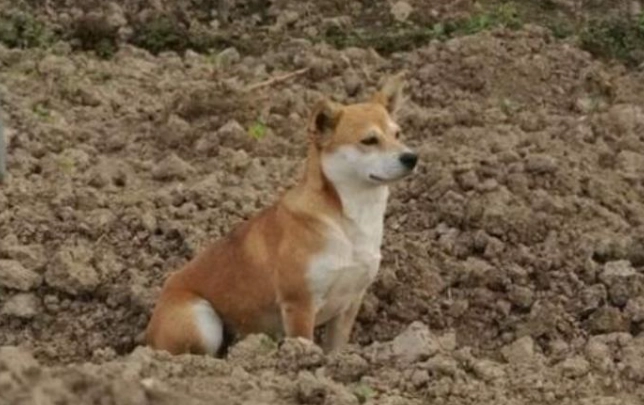 狗狗掉牙原因 狗狗掉牙原因