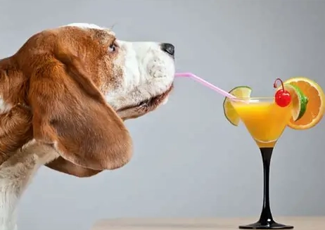 寵物飲食注意事項 寵物飲食注意事項