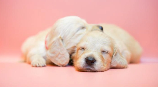 幼犬換牙不吃飯 幼犬換牙不吃飯