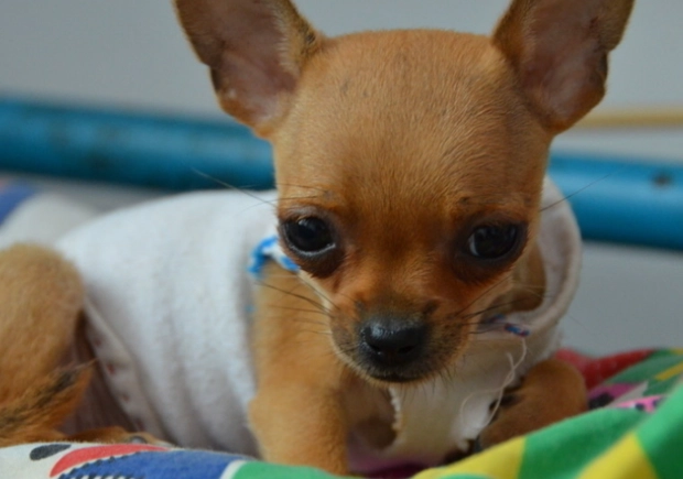 小型犬飼養技巧 小型犬飼養技巧
