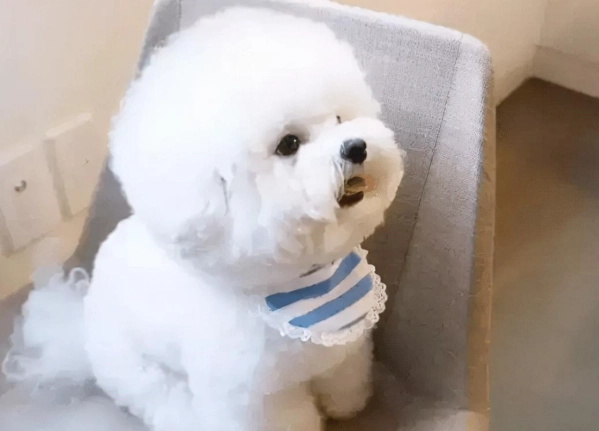比熊犬香港美容 比熊犬香港美容