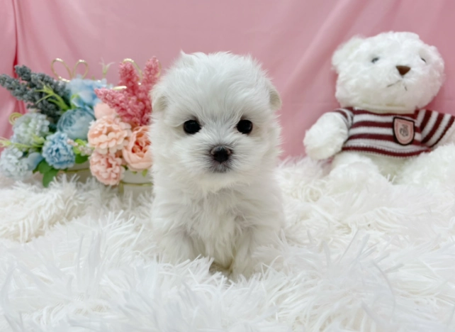 幼犬照顧 幼犬照顧