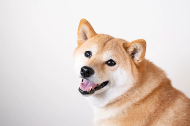 狗狗吐黃色黏稠原因 狗狗吐黃色黏稠原因