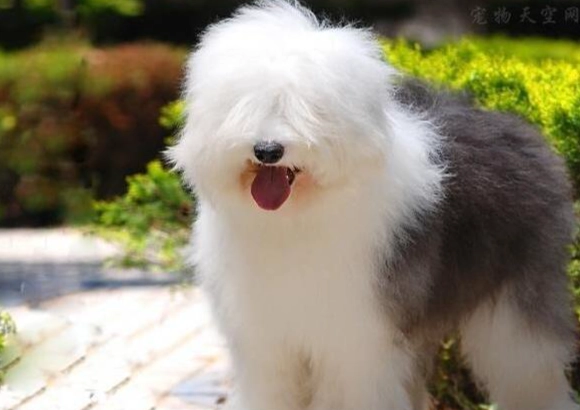中型犬不掉毛品種 中型犬不掉毛品種