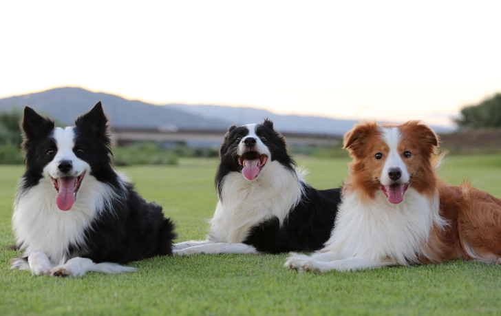 邊境牧羊犬體型 邊境牧羊犬體型