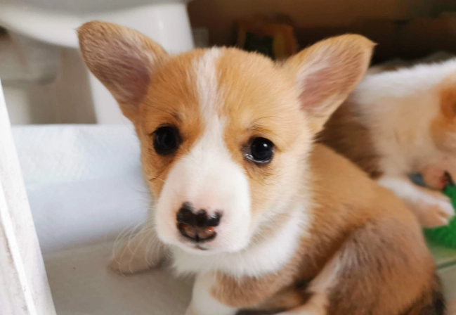 幼犬換牙時間 幼犬換牙時間