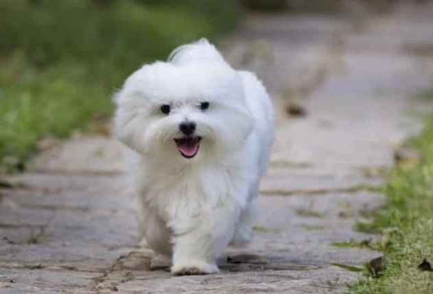 馬爾濟斯犬護理 馬爾濟斯犬護理