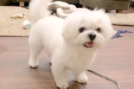 自家繁殖瑪爾濟斯幼犬 自家繁殖瑪爾濟斯幼犬