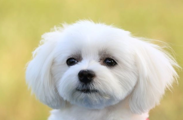 馬爾濟斯犬護理 馬爾濟斯犬護理