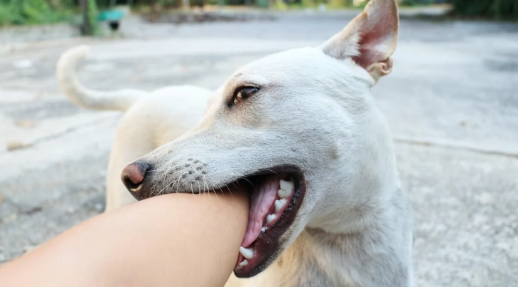 老年犬鈣質補充 老年犬鈣質補充