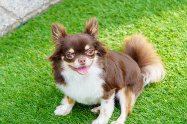 小型犬健康品種 小型犬健康品種