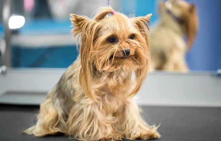 適合公寓的小型犬 適合公寓的小型犬