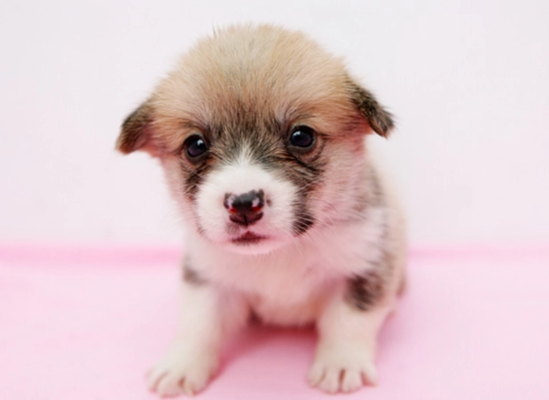 幼犬換牙出血 幼犬換牙出血
