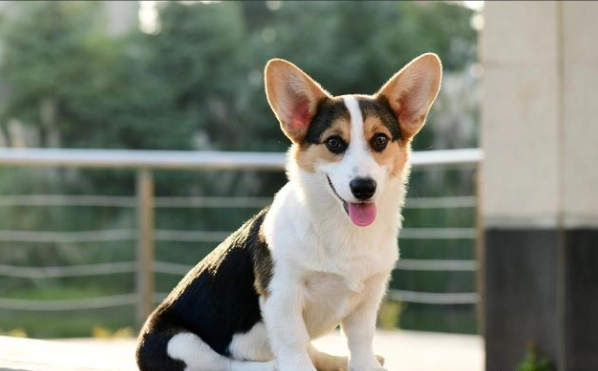 中型犬不掉毛品種 中型犬不掉毛品種