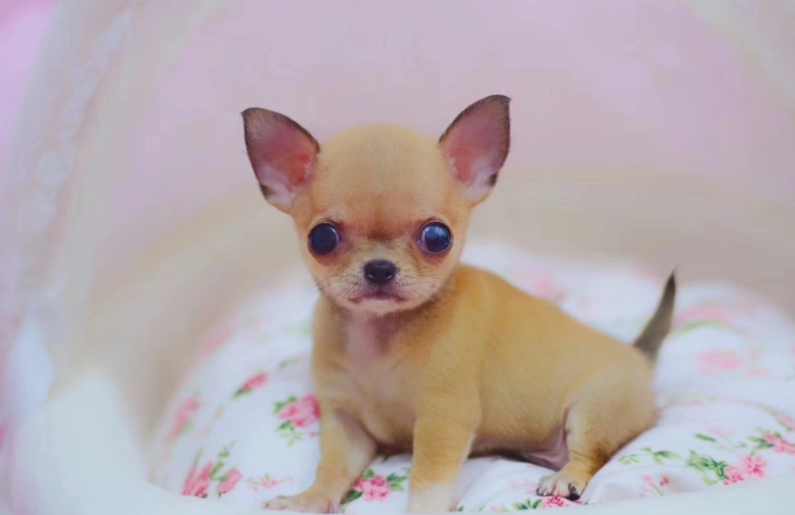 小型犬飼養技巧 小型犬飼養技巧