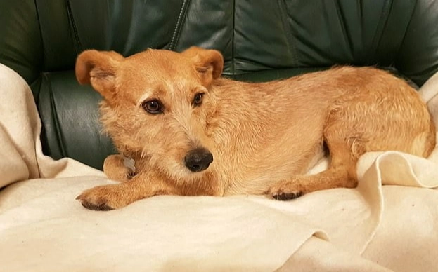 梗犬混種 梗犬混種
