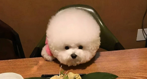 比熊飲食禁忌 比熊飲食禁忌