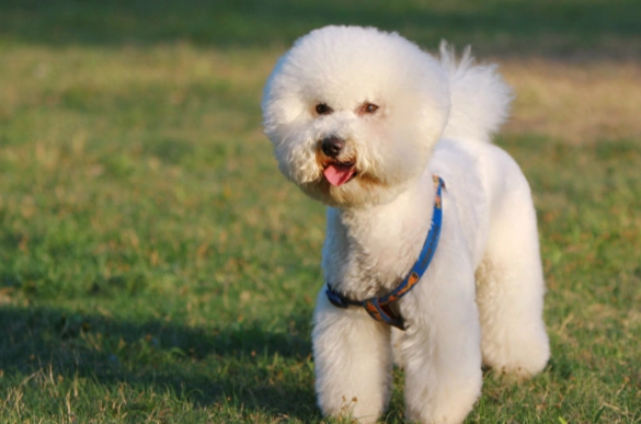 比熊犬聰明嗎 比熊犬聰明嗎