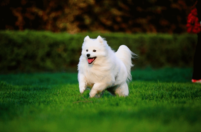 狗狗慢性中毒症狀 狗狗慢性中毒症狀