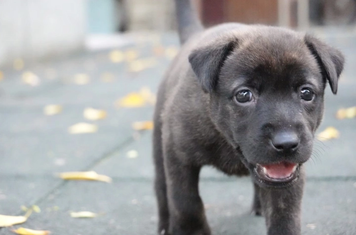 幼犬 水煮蛋 幼犬 水煮蛋