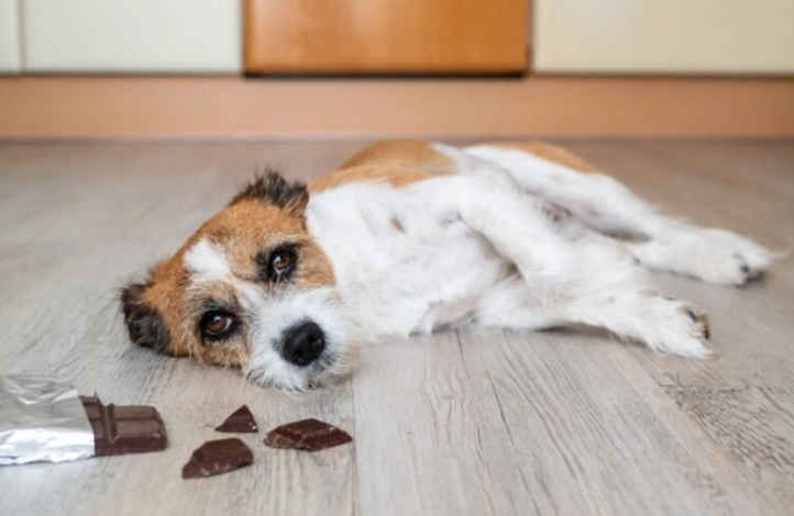 狗狗誤食巧克力 狗狗誤食巧克力