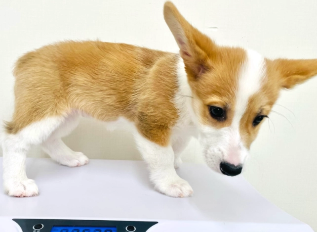 狗狗牙齒鬆動 狗狗牙齒鬆動