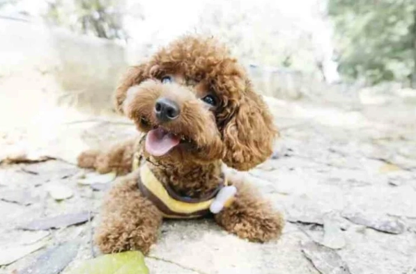 狗狗吃火龍果 狗狗吃火龍果